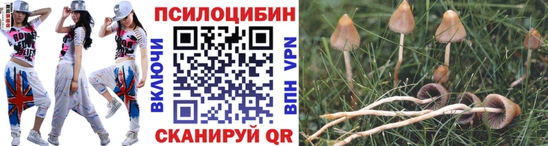 Псилоцибиновые грибы прущие грибы  Александровское 